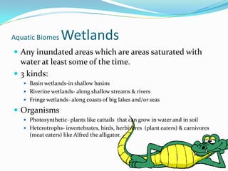 Aquatic Biomes WetlandsAny inundated areas which are areas saturated with water at least some of the time.3 kinds:Basin wetlands-in shallow basinsRiverine wetlands- along shallow streams & riversFringe wetlands- along coasts of big lakes and/or seasOrganismsPhotosynthetic- plants like cattails  that can grow in water and in soilHeterotrophs- invertebrates, birds, herbivores  (plant eaters) & carnivores (meat eaters) like Alfred the alligator. 