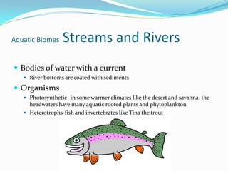 Aquatic Biomes  Streams and RiversBodies of water with a currentRiver bottoms are coated with sediments OrganismsPhotosynthetic- in some warmer climates like the desert and savanna, the headwaters have many aquatic rooted plants and phytoplanktonHeterotrophs-fish and invertebrates like Tina the trout