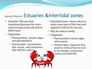 Aquatic BiomesEstuaries &Intertidal zonesEstuaries-The area that transitions between the rivers and seas and can be salt and/or fresh water.OrganismsPhotosynthetic- grasses, algae, and phytoplankton.Heterotrophs- invertebrates, fish, worms,  and crustaceans (like cliff the crab!) etc.Intertidal zones- when a shore is under water part of the time and exposed to the air for the rest.May be rocky or sandyOrganismsPhotosynthetic-marine algae and sea grassHeterotrophs- organisms that attach to rocks or burrow such as sea sponges, crustaceans, worms and small fish.