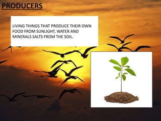 PRODUCERS
LIVING THINGS THAT PRODUCE THEIR OWN
FOOD FROM SUNLIGHT, WATER AND
MINERALS SALTS FROM THE SOIL.
 