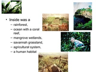 • Inside was a
– rainforest,
– ocean with a coral
reef,
– mangrove wetlands,
– savannah grassland,
– agricultural system,
– a human habitat
 