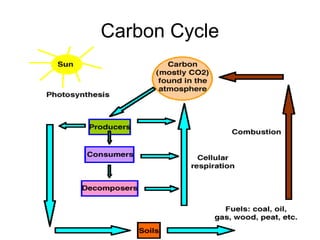 Carbon Cycle
 