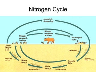 Nitrogen Cycle
 