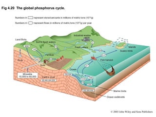 © 2003 John Wiley and Sons Publishers
Fig 4.20 The global phosphorus cycle.
 