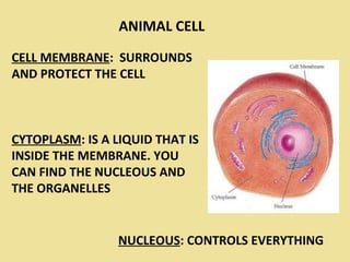 CELL MEMBRANE: SURROUNDS
AND PROTECT THE CELL
CYTOPLASM: IS A LIQUID THAT IS
INSIDE THE MEMBRANE. YOU
CAN FIND THE NUCLEOUS AND
THE ORGANELLES
NUCLEOUS: CONTROLS EVERYTHING
ANIMAL CELL
 