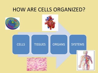 HOW ARE CELLS ORGANIZED?
 