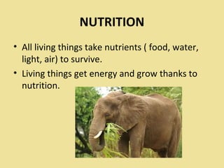 NUTRITION
• All living things take nutrients ( food, water,
light, air) to survive.
• Living things get energy and grow thanks to
nutrition.
 