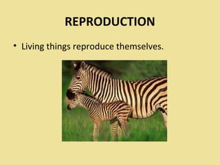 REPRODUCTION
• Living things reproduce themselves.
 