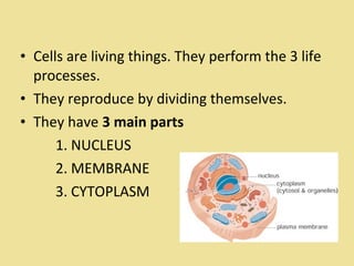 • Cells are living things. They perform the 3 life
processes.
• They reproduce by dividing themselves.
• They have 3 main parts
1. NUCLEUS
2. MEMBRANE
3. CYTOPLASM
 