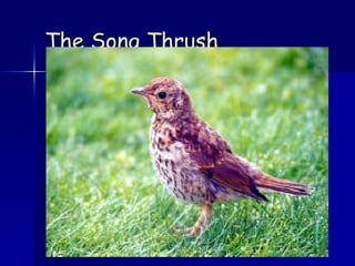 The Song Thrush 