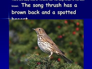 There are many kind of thrusts, but the song thrust is the best known.  The song thrush has a brown back and a spotted breast. 