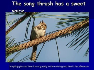 The song thrush has a sweet voice. In spring you can hear its song early in the morning and late in the afternoon. 