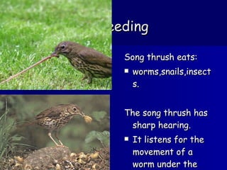 Feeding Song thrush eats: worms,snails,insects. The song thrush has sharp hearing. It listens for the movement of a worm under the groung and then swoops and picks it up quickly in its beak.  