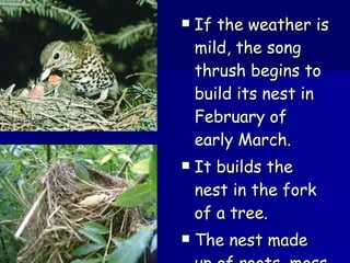 If the weather is mild, the song thrush begins to build its nest in February of early March. It builds the nest in the fork of a tree. The nest made up of roots, moss and grass. 