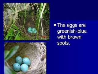 The eggs are greenish-blue with brown spots. 