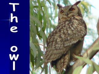 The owl 