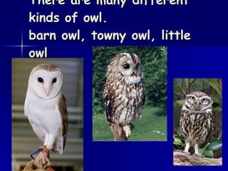 There are many different kinds of owl.  barn owl, towny owl, little owl 