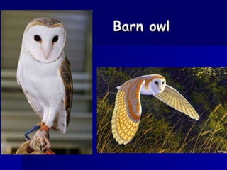 Barn owl 