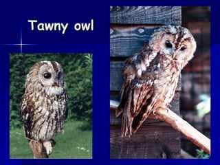Tawny owl 