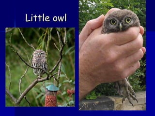 Little owl 