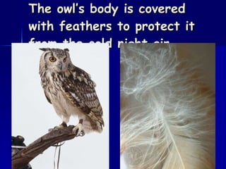 The owl’s body is covered with feathers to protect it from the cold night air. 