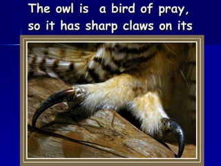 The owl is  a bird of pray, so it has sharp claws on its feet.                                                                                                                                                                                                                                                   