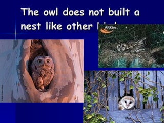 The owl does not built a nest like other birds.   