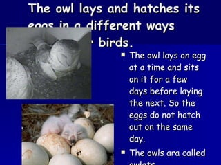 The owl lays and hatches its eggs in a different ways from other birds. The owl lays on egg at a time and sits on it for a few days before laying the next. So the eggs do not hatch out on the same day. The owls ara called owlets. 