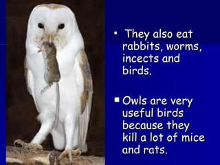 They also eat rabbits, worms, incects and birds. Owls are very useful birds because they kill a lot of mice and rats. 