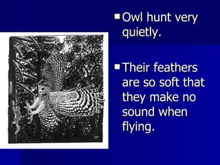 Owl hunt very quietly.  Their feathers are so soft that they make no sound when flying. 