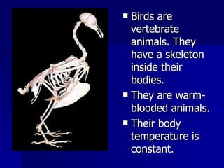 Birds are vertebrate animals. They have a skeleton  inside their bodies. They are warm-blooded animals.  Their body temperature is constant. 