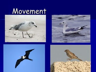 Movement 