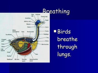 Breathing Birds breathe through lungs. 