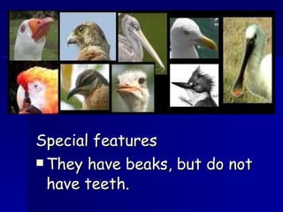 Special features They have beaks, but do not have teeth. 