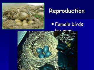 Reproduction Female birds lay eggs. 