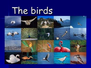The birds 
