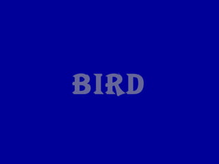 Bird
 