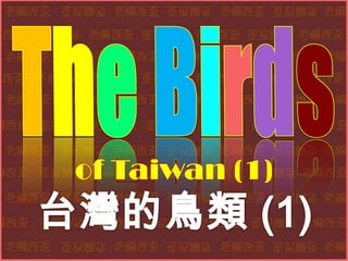 TheBirds of Taiwan (1)  台灣的鳥類 (1) 
