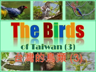 TheBirds of Taiwan (3)  台灣的鳥類 (3) 