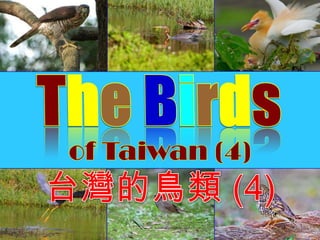 TheBirds of Taiwan (4) 台灣的鳥類 (4) 