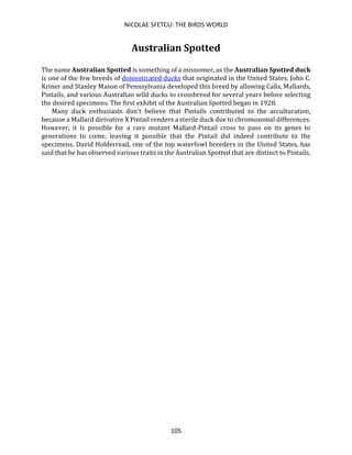 NICOLAE SFETCU: THE BIRDS WORLD
105
Australian Spotted
The name Australian Spotted is something of a misnomer, as the Australian Spotted duck
is one of the few breeds of domesticated ducks that originated in the United States. John C.
Kriner and Stanley Mason of Pennsylvania developed this breed by allowing Calls, Mallards,
Pintails, and various Australian wild ducks to crossbreed for several years before selecting
the desired specimens. The first exhibit of the Australian Spotted began in 1928.
Many duck enthusiasts don't believe that Pintails contributed to the acculturation,
because a Mallard dirivative X Pintail renders a sterile duck due to chromosomal differences.
However, it is possible for a rare mutant Mallard-Pintail cross to pass on its genes to
generations to come, leaving it possible that the Pintail did indeed contribute to the
specimens. David Holderread, one of the top waterfowl breeders in the United States, has
said that he has observed various traits in the Australian Spotted that are distinct to Pintails.
 