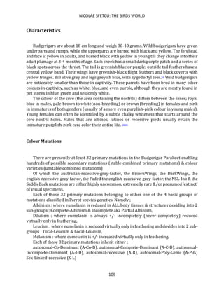 NICOLAE SFETCU: THE BIRDS WORLD
109
Characteristics
Budgerigars are about 18 cm long and weigh 30-40 grams. Wild budgerigars have green
underparts and rumps, while the upperparts are barred with black and yellow. The forehead
and face is yellow in adults, and barred black with yellow in young till they change into their
adult plumage at 3-4 months of age. Each cheek has a small dark purple patch and a series of
black spots across the throat. The tail is greenish blue or purple; outside tail feathers have a
central yellow band. Their wings have greenish-black flight feathers and black coverts with
yellow fringes. Bill olive grey and legs greyish blue, with zygodactyl toes.[4] Wild budgerigars
are noticeably smaller than those in captivity. These parrots have been bred in many other
colours in captivity, such as white, blue, and even purple, although they are mostly found in
pet stores in blue, green and seldomly white.
The colour of the cere (the area containing the nostrils) differs between the sexes; royal
blue in males, pale-brown to white(non-breeding) or brown (breeding) in females and pink
in immatures of both genders (usually of a more even purplish-pink colour in young males).
Young females can often be identified by a subtle chalky whiteness that starts around the
cere nostril holes. Males that are albinos, lutinos or recessive pieds usually retain the
immature purplish-pink cere color their entire life. [5][4]
Colour Mutations
There are presently at least 32 primary mutations in the Budgerigar Parakeet enabling
hundreds of possible secondary mutations (stable combined primary mutations) & colour
varieties (unstable combined mutations)
Of which the australian-recessive-grey-factor, the BrownWings, the DarkWings, the
english-recessive-grey-factor, the Faded the english-recessive-grey-factor, the NSL-Ino & the
SaddleBack mutations are either highly uncommon, extremelly rare &/or presumed 'extinct'
of visual specimens.
Each of those 32 primary mutations belonging to either one of the 4 basic groups of
mutations classified in Parrot species genetics. Namely ;
Albinism : where eumelanin is reduced in ALL body tissues & structures deviding into 2
sub-groups ; Complete-Albinism & Incomplete aka Partial Albinism,
Dilutism : where eumelanin is always +/- incompletely (never completely) reduced
virtually only in feathering,
Leucism : where eumelanin is reduced virtually only in feathering and devides into 2 sub-
groups ; Total-Leucism & Local-Leucism,
Melanism : where eumelanin is +/- increased virtually only in feathering.
Each of those 32 primary mutations inherit either ;
autosomal-Co-Dominant (A-Co-D), autosomal-Complete-Dominant (A-C-D), autosomal-
Incomplete-Dominant (A-I-D), autosomal-recessive (A-R), autosomal-Poly-Genic (A-P-G)
Sex-Linked-recessive (S-L)
 
