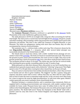 NICOLAE SFETCU: THE BIRDS WORLD
134
Common Pheasant
Conservation status Least concern
Kingdom: Animalia
Phylum: Chordata
Class: Aves
Order: Galliformes
Family: Phasianidae
Genus: Phasianus
Species: P. colchicus
Binomial name: Phasianus colchicus, Linnaeus, 1758
The Common Pheasant (Phasianus colchicus) is a gamebird in the pheasant family
Phasianidae of the order Galliformes, gallinaceous birds.
The adult pheasant is 50-90 cm in length with a long tail, often accounting for half the
total length. The male (cock or rooster) has barred bright brown plumage and green, purple
and white markings, often including a white ring around the neck, and the head is green with
distinctive red patches. This bird is also called the Common or English Pheasant, or just
Pheasant. The males are polygamous, mating with more than one female; they are often
accompanied by a harem of several females.
The nominate race P. c. colchicus lacks a white neck ring. This is however shown by the
race Ring-necked Pheasant, P. c. torquatus which after several failed attempts was
successfully introduced to the United States in 1881.
The female (hen) is much less showy, with a duller mottled brown plumage all over,
similar to that of the partridge. The birds are found on wooded land and scrub. They feed on
the ground on grain, leaves and invertebrates, but roost in trees at night. They nest on the
ground, producing a clutch of around ten eggs over a two-three week period in April to June.
The incubation period is about 23-26 days. The chicks stay near the hen for several weeks
after hatching but grow quickly, resembling adults by only 15 weeks of age.
While pheasants are able short-distance fliers, they prefer to run: but if startled they can
suddenly burst upwards at great speed, with a distinctive "whirring" wing sound. Their flight
speed is only 27 to 38 mph when cruising but when chased they can fly up to 60 mph.
They are native to Asia but have been widely introduced elsewhere, where they are bred
to be hunted and are shot in great numbers. The doggerel "up flies a guinea, bang goes
sixpence and down comes half-a-crown" reflects that they are often shot for sport rather
than as food. If eaten the meat is somewhat tough and dry, so the carcasses were often hung
for a time to improve the meat by slight decomposition, as with most other game. Modern
cookery generally uses moist roasting or farm-raised female birds.
Pheasant farming is a common practice, and is sometimes done intensively. Birds are
supplied both to hunting preserves/estates and restaurants, with smaller numbers being
available for home cooks. Pheasant farms have some 10 million birds in the U.S. and 35
million in the United Kingdom. The Common Pheasant is also one of the prime target of small
game poachers. The Roald Dahl novel "Danny the Champion of the World" dealt with a
poacher (and his son) who lived in the United Kingdom and illegally hunted common
pheasants.
 