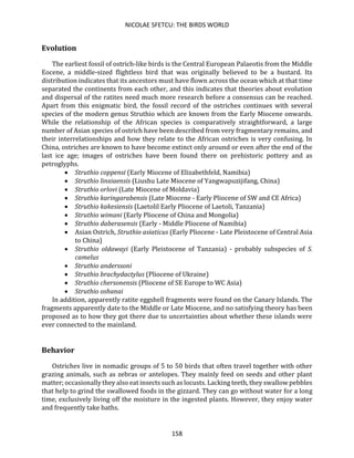 NICOLAE SFETCU: THE BIRDS WORLD
158
Evolution
The earliest fossil of ostrich-like birds is the Central European Palaeotis from the Middle
Eocene, a middle-sized flightless bird that was originally believed to be a bustard. Its
distribution indicates that its ancestors must have flown across the ocean which at that time
separated the continents from each other, and this indicates that theories about evolution
and dispersal of the ratites need much more research before a consensus can be reached.
Apart from this enigmatic bird, the fossil record of the ostriches continues with several
species of the modern genus Struthio which are known from the Early Miocene onwards.
While the relationship of the African species is comparatively straightforward, a large
number of Asian species of ostrich have been described from very fragmentary remains, and
their interrelationships and how they relate to the African ostriches is very confusing. In
China, ostriches are known to have become extinct only around or even after the end of the
last ice age; images of ostriches have been found there on prehistoric pottery and as
petroglyphs.
• Struthio coppensi (Early Miocene of Elizabethfeld, Namibia)
• Struthio linxiaensis (Liushu Late Miocene of Yangwapuzijifang, China)
• Struthio orlovi (Late Miocene of Moldavia)
• Struthio karingarabensis (Late Miocene - Early Pliocene of SW and CE Africa)
• Struthio kakesiensis (Laetolil Early Pliocene of Laetoli, Tanzania)
• Struthio wimani (Early Pliocene of China and Mongolia)
• Struthio daberasensis (Early - Middle Pliocene of Namibia)
• Asian Ostrich, Struthio asiaticus (Early Pliocene - Late Pleistocene of Central Asia
to China)
• Struthio oldawayi (Early Pleistocene of Tanzania) - probably subspecies of S.
camelus
• Struthio anderssoni
• Struthio brachydactylus (Pliocene of Ukraine)
• Struthio chersonensis (Pliocene of SE Europe to WC Asia)
• Struthio oshanai
In addition, apparently ratite eggshell fragments were found on the Canary Islands. The
fragments apparently date to the Middle or Late Miocene, and no satisfying theory has been
proposed as to how they got there due to uncertainties about whether these islands were
ever connected to the mainland.
Behavior
Ostriches live in nomadic groups of 5 to 50 birds that often travel together with other
grazing animals, such as zebras or antelopes. They mainly feed on seeds and other plant
matter; occasionally they also eat insects such as locusts. Lacking teeth, they swallow pebbles
that help to grind the swallowed foods in the gizzard. They can go without water for a long
time, exclusively living off the moisture in the ingested plants. However, they enjoy water
and frequently take baths.
 
