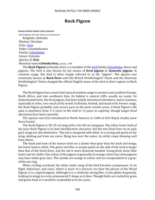 NICOLAE SFETCU: THE BIRDS WORLD
164
Rock Pigeon
Conservation status Least concern
Rock Pigeon near the shore in Connecticut
Kingdom: Animalia
Phylum: Chordata
Class: Aves
Order: Columbiformes
Family: Columbidae
Genus: Columba
Species: C. livia
Binomial name Columba livia, Gmelin, 1789
The Rock Pigeon (Columba livia), is a member of the bird family Columbidae, doves and
pigeons. The bird is also known by the names of feral pigeon or domestic pigeon. In
common usage, this bird is often simply referred to as the "pigeon". The species was
commonly known as Rock Dove until the British Ornithologists' Union and the American
Ornithologists' Union changed the official English name of the bird in their regions to Rock
Pigeon.
The Rock Pigeon has a restricted natural resident range in western and southern Europe,
North Africa, and into southwest Asia. Its habitat is natural cliffs, usually on coasts. Its
domesticated form, the feral pigeon, has been widely introduced elsewhere, and is common,
especially in cities, over much of the world. In Britain, Ireland, and much of its former range,
the Rock Pigeon probably only occurs pure in the most remote areas. A Rock Pigeon's life
span is anywhere from 3–5 years in the wild to 15 years in captivity, though longer-lived
specimens have been reported.
The species was first introduced to North America in 1606 at Port Royal, Acadia (now
Nova Scotia).
The Rock Pigeon is 30–35 cm long with a 62–68 cm wingspan. The white lower back of
the pure Rock Pigeon is its best identification character, but the two black bars on its pale
grey wings are also distinctive . The tail is margined with white. It is strong and quick on the
wing, dashing out from sea caves, flying low over the water, its white rump showing well
from above.
The head and neck of the mature bird are a darker blue-grey than the back and wings;
the lower back is white. The green and lilac or purple patch on the side of the neck is larger
than that of the Stock Dove, and the tail is more distinctly banded. Young birds show little
lustre and are duller. Eye colour of the pigeon is generally an orange colour but a few pigeons
may have white-grey eyes. The eyelids are orange in colour and are encapsulated in a grey-
white eye ring.
When circling overhead, the white under wing of the bird becomes conspicuous. In its
flight, behaviour, and voice, which is more of a dovecot coo than the phrase of the Wood
Pigeon, it is a typical pigeon. Although it is a relatively strong flier, it also glides frequently,
holding its wings in a very pronounced V shape as it does. Though fields are visited for grain
and green food, it is nowhere so plentiful as to be a pest.
 