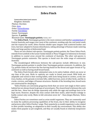 NICOLAE SFETCU: THE BIRDS WORLD
169
Zebra Finch
Conservation status Least concern
Kingdom: Animalia
Phylum: Chordata
Class: Aves
Order: Passeriformes
Family: Estrildidae
Genus: Taeniopygia
Species: T. guttata
Binomial name: Taeniopygia guttata, Vieillot, 1817
The Zebra Finch, Taeniopygia guttata is the most common and familiar estrildid finch of
Central Australia and ranges over most of the continent, avoiding only the cool moist south
and the tropical far north. Zebra Finches inhabit open steppes with scattered bushes and
trees, but have adapted to human disturbances, taking advantage of human-made watering
holes and large patches of deforested land.
There are two distinct sub-species. Taeniopygia guttata guttata, the Timor Zebra Finch,
extends from Lombok in the Lesser Sunda Islands or Nusa Tenggara in Indonesia to Sermata
in addition to coastal areas around the continent of Australia. The other sub-species is
Taeniopygia gutatta castanotis. This species is found over the wide range of continental
Australia.
The morphological differences between the sub-species include differences in size.
Taeniopygia guttata guttata is smaller than Taeniopygia guttata castanotis. In addition, the
T.g. guttata males do not have the fine barring found on the throat and upper breast of T.g.
castanotis as well as having small breast bands.
The Zebra Finch breeds after substantial rains in its native habitat, which can occur at
any time of the year. Birds in captivity are ready to breed year-round. Wild birds are
adaptable and varied in their nesting habits, with nests being found in cavities, scrub, low
trees, bushes, on the ground, in termite hills, rabbit burrows, nests of other birds, and the in
cracks, crevices, and ledges of human structures. Outside of the breeding time, brood nests
are constructed for sleeping in.
"Zebra Finches are extremely gregarious birds that are never met singly in their native
habitat but are always found in groups of several pairs. The closest bond is between the cock
and the hen... these two do things separately only while the eggs and nestlings have to be
kept warm. However, despite the close contact with their mates, adult females indulge in
bodily contact only rarely. Males in full coloration never do" - Hans-Jürgen Martain, 'Zebra
Finches'.
Zebra Finches are sometimes used as avian model organisms. They are commonly used
to study the auditory processing capabilities of the brain, due to their ability to recognize
and process other Zebra Finches' songs. Their popularity as model organisms is also related
to their prolific breeding, an adaptation to their usually dry environment. This ability also
makes them popular as pet songbirds, and they are usually found at relatively inexpensive
prices.
 