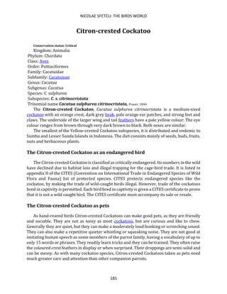 NICOLAE SFETCU: THE BIRDS WORLD
185
Citron-crested Cockatoo
Conservation status: Critical
Kingdom: Animalia
Phylum: Chordata
Class: Aves
Order: Psittaciformes
Family: Cacatuidae
Subfamily: Cacatuinae
Genus: Cacatua
Subgenus: Cacatua
Species: C. sulphurea
Subspecies: C. s. citrinocristata
Trinomial name Cacatua sulphurea citrinocristata, Fraser, 1844
The Citron-crested Cockatoo, Cacatua sulphurea citrinocristata is a medium-sized
cockatoo with an orange crest, dark grey beak, pale orange ear patches, and strong feet and
claws. The underside of the larger wing and tail feathers have a pale yellow colour. The eye
colour ranges from brown through very dark brown to black. Both sexes are similar.
The smallest of the Yellow-crested Cockatoo subspecies, it is distributed and endemic to
Sumba and Lesser Sunda Islands in Indonesia. The diet consists mainly of seeds, buds, fruits,
nuts and herbaceous plants.
The Citron-crested Cockatoo as an endangered bird
The Citron-crested Cockatoo is classified as critically endangered. Its numbers in the wild
have declined due to habitat loss and illegal trapping for the cage-bird trade. It is listed in
appendix II of the CITES (Convention on International Trade in Endangered Species of Wild
Flora and Fauna) list of protected species. CITES protects endangered species like the
cockatoo, by making the trade of wild-caught birds illegal. However, trade of the cockatoos
bred in captivity is permitted. Each bird bred in captivity is given a CITES certificate to prove
that it is not a wild caught bird. The CITES certificate must accompany its sale or resale.
The Citron-crested Cockatoo as pets
As hand-reared birds Citron-crested Cockatoos can make good pets, as they are friendly
and sociable. They are not as noisy as most cockatoos, but are curious and like to chew.
Generally they are quiet, but they can make a moderately loud honking or screeching sound.
They can also make a repetitive quieter whistling or squeaking noise. They are not good at
imitating human speech as some members of the parrot family, having a vocabulary of up to
only 15 words or phrases. They readily learn tricks and they can be trained. They often raise
the coloured crest feathers in display or when surprised. Their droppings are semi-solid and
can be messy. As with many cockatoo species, Citron-crested Cockatoos taken as pets need
much greater care and attention than other companion parrots.
 