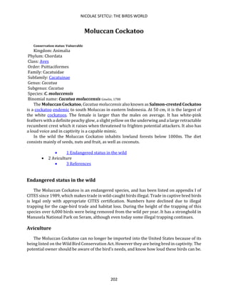 NICOLAE SFETCU: THE BIRDS WORLD
202
Moluccan Cockatoo
Conservation status: Vulnerable
Kingdom: Animalia
Phylum: Chordata
Class: Aves
Order: Psittaciformes
Family: Cacatuidae
Subfamily: Cacatuinae
Genus: Cacatua
Subgenus: Cacatua
Species: C. moluccensis
Binomial name: Cacatua moluccensis Gmelin, 1788
The Moluccan Cockatoo, Cacatua moluccensis also known as Salmon-crested Cockatoo
is a cockatoo endemic to south Moluccas in eastern Indonesia. At 50 cm, it is the largest of
the white cockatoos. The female is larger than the males on average. It has white-pink
feathers with a definite peachy glow, a slight yellow on the underwing and a large retractable
recumbent crest which it raises when threatened to frighten potential attackers. It also has
a loud voice and in captivity is a capable mimic.
In the wild the Moluccan Cockatoo inhabits lowland forests below 1000m. The diet
consists mainly of seeds, nuts and fruit, as well as coconuts.
• 1 Endangered status in the wild
• 2 Aviculture
• 3 References
Endangered status in the wild
The Moluccan Cockatoo is an endangered species, and has been listed on appendix I of
CITES since 1989, which makes trade in wild-caught birds illegal. Trade in captive bred birds
is legal only with appropriate CITES certification. Numbers have declined due to illegal
trapping for the cage-bird trade and habitat loss. During the height of the trapping of this
species over 6,000 birds were being removed from the wild per year. It has a stronghold in
Manusela National Park on Seram, although even today some illegal trapping continues.
Aviculture
The Moluccan Cockatoo can no longer be imported into the United States because of its
being listed on the Wild Bird Conservation Act. However they are being bred in captivity. The
potential owner should be aware of the bird's needs, and know how loud these birds can be.
 