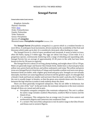 NICOLAE SFETCU: THE BIRDS WORLD
217
Senegal Parrot
Conservation status Least concern
Kingdom: Animalia
Phylum: Chordata
Class: Aves
Order: Psittaciformes
Family: Psittacidae
Tribe: Psittacini
Genus: Poicephalus
Species: P. senegalus
Binomial name: Poicephalus senegalus Linnaeus, 1766
The Senegal Parrot (Poicephalus senegalus) is a parrot which is a resident breeder in
west Africa. It undergoes local movements, driven mainly by the availability of the fruit and
blossoms which make up its diet. It is considered a farm pest, often feeding on crops.
The Senegal Parrot is a bird of open woodland and savannah. It nests in holes in trees,
often Oil Palms, laying 2-3 white eggs. The eggs are about 3cm long x 2.5cm wide. It is a
gregarious species, continuously chattering with a range of whistling and squawking calls.
Senegal Parrots live an average of approximately 25-30 years in the wild, but have been
known to live for 50 years in captivity.
The Senegal Parrot is about 23 cm long, plump-looking, and weighs about 125 to 170 gm.
Males are generally larger and heavier then female birds. Adults have a charcoal grey head,
yellow eyes, green back and throat, and yellow underparts and rump. The yellow and green
areas on a Senegal Parrot's front form a V-shape and resemble a yellow vest worn over green.
Immature birds are duller, with a lighter grey head and grey eyes. Senegals are not sexually
dimorphic, but there are some hypotheses on how to tell the genders apart; it is thought that
a female's beak and head are smaller and narrower than the male's and also, the V-shape of
the vest is usually longer in females, so that the green area extends down over the chest to
between the legs whereas in males it ends midway down the chest.
There are three generally recognized subspecies. They do not differ in behaviour, but
only in the color of the "vest". In the pet trade, the nominate subspecies is the most common
though all three are raised and sold as pets.
• Poicephalus senegalus senegalus (the nominate subspecies): The vest is yellow.
Its native range includes southern Mauritania, southern Mali to Guinea and the
Island of Los.
• P. s. mesotypus: This subspecies has an orange vest. It comes from eastern and
northeastern Nigeria and Cameroon into southwest Chad.
• P. s. versteri: The vest of this subspecies is red. Its native range is the Côte d'Ivoire
and Ghana east to western Nigeria.
 