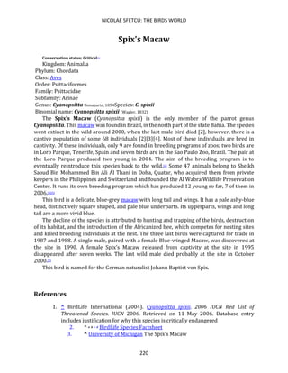 NICOLAE SFETCU: THE BIRDS WORLD
220
Spix's Macaw
Conservation status: Critical[1]
Kingdom: Animalia
Phylum: Chordata
Class: Aves
Order: Psittaciformes
Family: Psittacidae
Subfamily: Arinae
Genus: Cyanopsitta Bonaparte, 1854Species: C. spixii
Binomial name: Cyanopsitta spixii (Wagler, 1832)
The Spix's Macaw (Cyanopsitta spixii) is the only member of the parrot genus
Cyanopsitta. This macaw was found in Brazil, in the north part of the state Bahia. The species
went extinct in the wild around 2000, when the last male bird died [2], however, there is a
captive population of some 68 individuals [2][3][4]. Most of these individuals are bred in
captivity. Of these individuals, only 9 are found in breeding programs of zoos; two birds are
in Loro Parque, Tenerife, Spain and seven birds are in the Sao Paulo Zoo, Brazil. The pair at
the Loro Parque produced two young in 2004. The aim of the breeding program is to
eventually reintroduce this species back to the wild.[2] Some 47 animals belong to Sheikh
Saoud Bin Mohammed Bin Ali Al Thani in Doha, Quatar, who acquired them from private
keepers in the Philippines and Switzerland and founded the Al Wabra Wildlife Preservation
Center. It runs its own breeding program which has produced 12 young so far, 7 of them in
2006.[4][5]
This bird is a delicate, blue-grey macaw with long tail and wings. It has a pale ashy-blue
head, distinctively square shaped, and pale blue underparts. Its upperparts, wings and long
tail are a more vivid blue.
The decline of the species is attributed to hunting and trapping of the birds, destruction
of its habitat, and the introduction of the Africanized bee, which competes for nesting sites
and killed breeding individuals at the nest. The three last birds were captured for trade in
1987 and 1988. A single male, paired with a female Blue-winged Macaw, was discovered at
the site in 1990. A female Spix's Macaw released from captivity at the site in 1995
disappeared after seven weeks. The last wild male died probably at the site in October
2000.[2]
This bird is named for the German naturalist Johann Baptist von Spix.
References
1. ^ BirdLife International (2004). Cyanopsitta spixii. 2006 IUCN Red List of
Threatened Species. IUCN 2006. Retrieved on 11 May 2006. Database entry
includes justification for why this species is critically endangered
2. ^ a b c d BirdLife Species Factsheet
3. ^ University of Michigan The Spix's Macaw
 